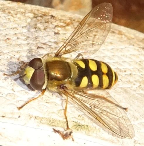 Eupeodes corollae
